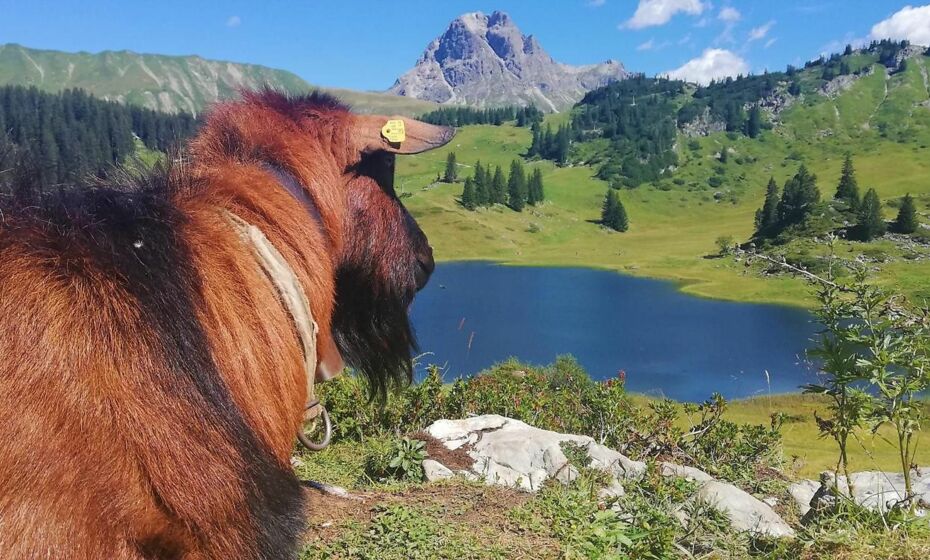 Ferienhaus Hämmerle´s Ferienhaus Hämmerle´s